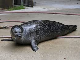 Image result for Phoca vitulina