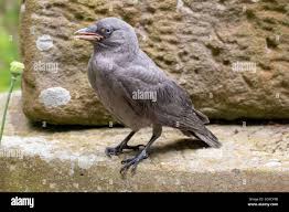 Attēlu rezultāti vaicājumam “Corvus monedula”