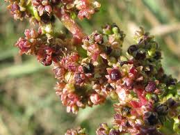 Attēlu rezultāti vaicājumam “Chenopodium polyspermum”