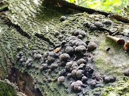 Attēlu rezultāti vaicājumam “Lycogala sp.”