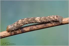 Attēlu rezultāti vaicājumam “Geometridae”