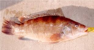 Image result for Tautogolabrus adspersus