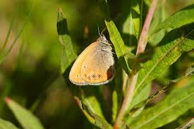 Attēlu rezultāti vaicājumam “Coenonympha glycerion”