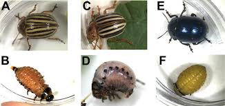 Attēlu rezultāti vaicājumam “Leptinotarsa decemlineata”