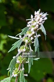 Image result for Leonurus cardiaca