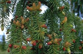 Attēlu rezultāti vaicājumam “Picea abies male flower”