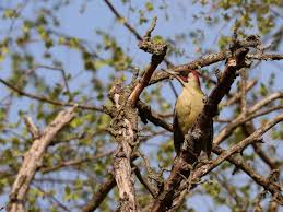 Attēlu rezultāti vaicājumam “Picus viridis”