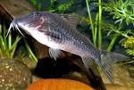 File:Corydoras semiaquilus 1.jpg - Wikipedia, the free encyclopedia