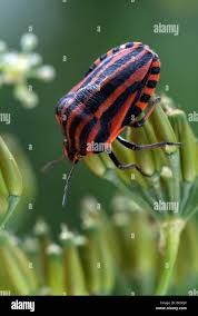 Attēlu rezultāti vaicājumam “Graphosoma lineatum nymph”