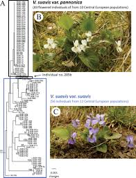 Attēlu rezultāti vaicājumam “Viola uliginosa bud”
