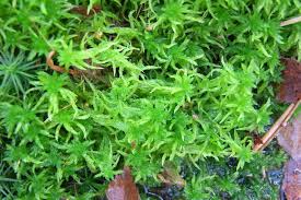 Attēlu rezultāti vaicājumam “Sphagnum inundatum”