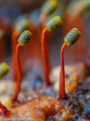 Attēlu rezultāti vaicājumam “Cribraria oregana stalked”