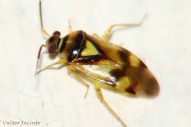 Attēlu rezultāti vaicājumam “Orthops basalis”