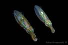Diverosa, pictures from under water &amp; above