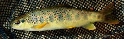 Image result for Salmo zrmanjaensis