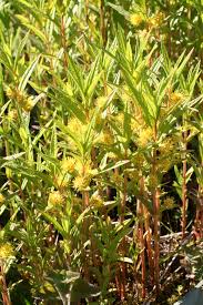 Attēlu rezultāti vaicājumam “Lysimachia thyrsiflora”