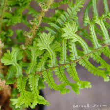 Attēlu rezultāti vaicājumam “Dryopteris cristata”