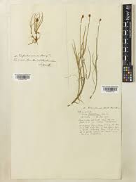 Attēlu rezultāti vaicājumam “Carex chordorrhiza”