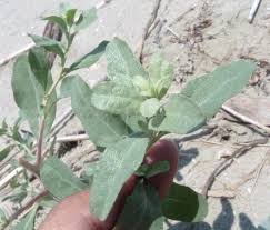 Attēlu rezultāti vaicājumam “Atriplex littoralis leaf”