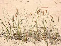 Attēlu rezultāti vaicājumam “Carex arenaria”