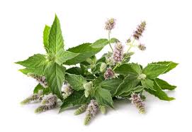 Attēlu rezultāti vaicājumam “Mentha longifolia”