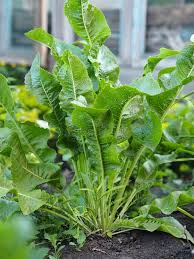 Attēlu rezultāti vaicājumam “Armoracia rusticana leaf”