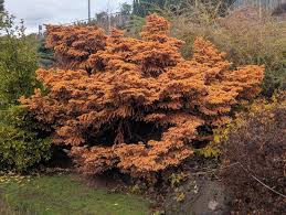 Attēlu rezultāti vaicājumam “Larix kaempferi leaf”