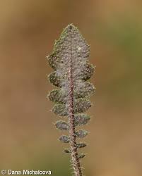 Attēlu rezultāti vaicājumam “Cardaminopsis arenosa”