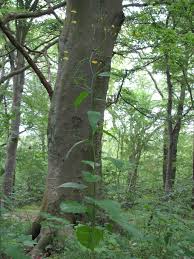 Attēlu rezultāti vaicājumam “Lapsana communis”