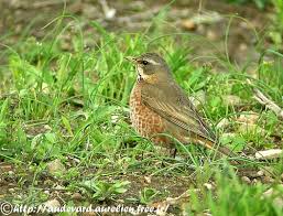 Image result for Turdus naumanni