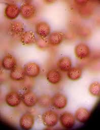 Attēlu rezultāti vaicājumam “Craterium aureonucleatum young”