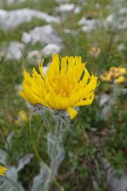 Attēlu rezultāti vaicājumam “Hieracium”