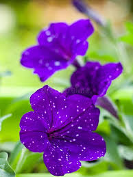 Image result for Petunie