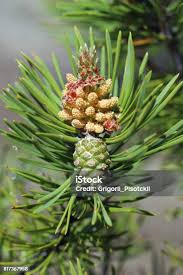 Attēlu rezultāti vaicājumam “Pinus sylvestris male flower”