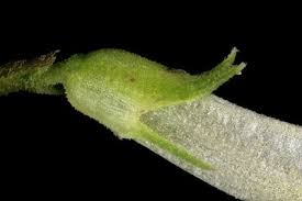 Attēlu rezultāti vaicājumam “Melampyrum pratense leaf”