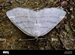 Attēlu rezultāti vaicājumam “Cabera pusaria female”