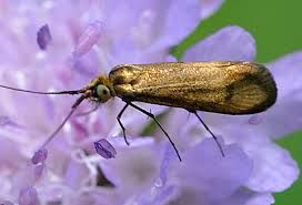 Attēlu rezultāti vaicājumam “Nemophora metallica”