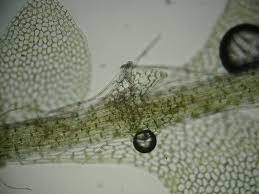 Attēlu rezultāti vaicājumam “Calypogeia”