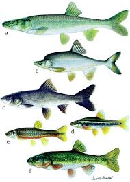 Image result for Mylopharodon conocephalus