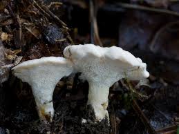 Attēlu rezultāti vaicājumam “Sistotrema confluens”