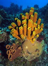 Attēlu rezultāti vaicājumam “Tubifera sp.”