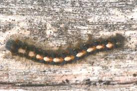 Attēlu rezultāti vaicājumam “Lasiocampa quercus larva”