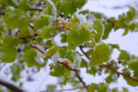 Attēlu rezultāti vaicājumam “Ribes nigrum leaf”