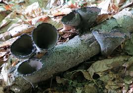 Attēlu rezultāti vaicājumam “Craterium sp.”