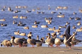 Attēlu rezultāti vaicājumam “Anser brachyrhynchus adult”