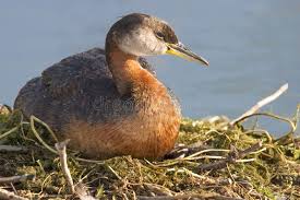 Attēlu rezultāti vaicājumam “Podiceps grisegena adult”