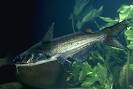 channel catfish