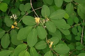 Attēlu rezultāti vaicājumam “Lonicera xylosteum flower”