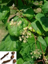 Attēlu rezultāti vaicājumam “Menispermum dauricum fruit”