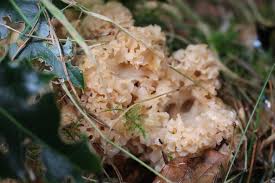 Attēlu rezultāti vaicājumam “Sparassis crispa”